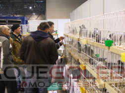 Targi ExpoGołębie grudzień 2014