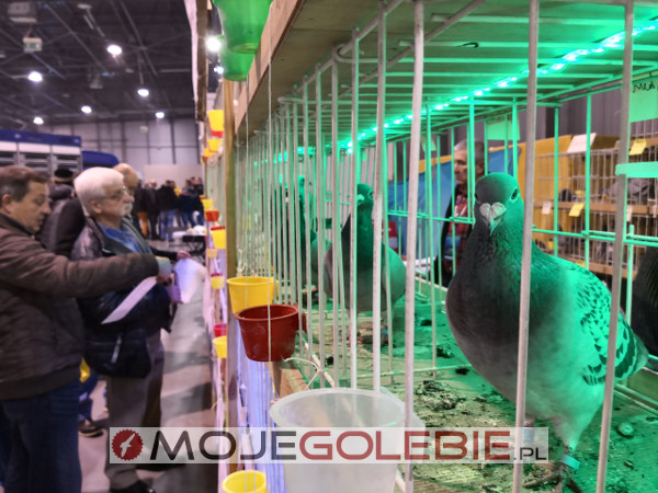 Expo Gołębie 2019